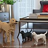 Labrador- Jekca (Dog Lego) Group